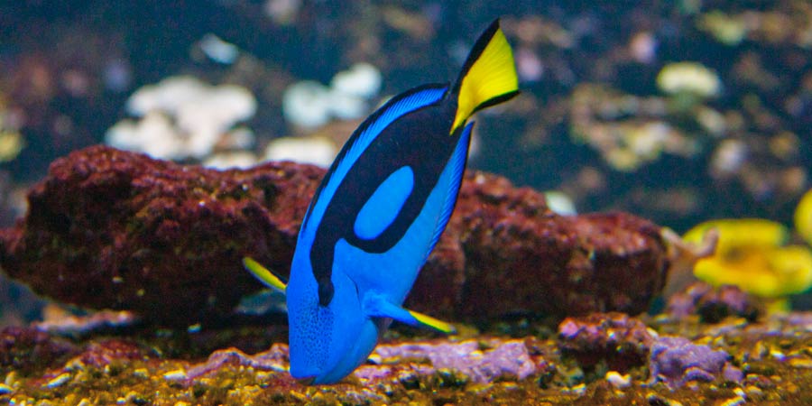 Blue tang