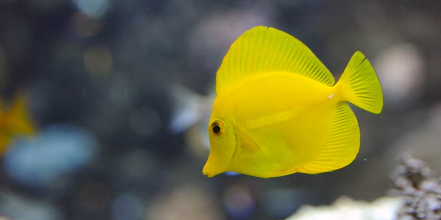 Yellow tang