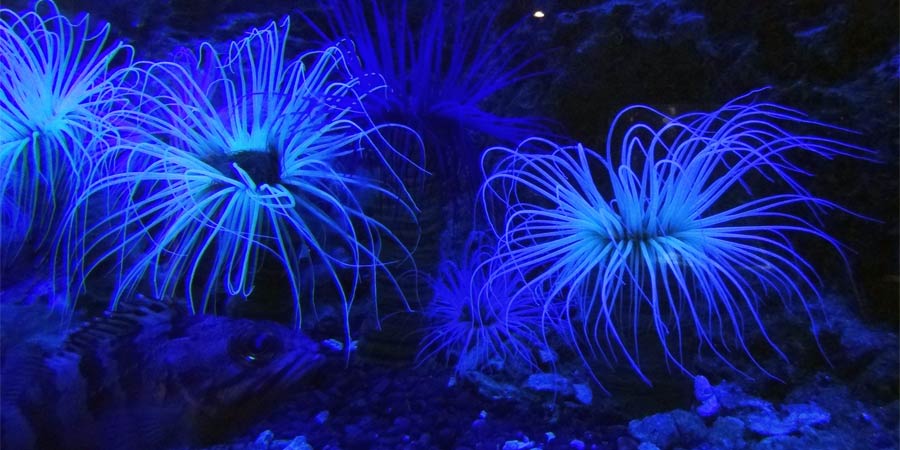 Visite nocturne de l'Aquarium