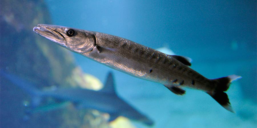 Grand barracuda
