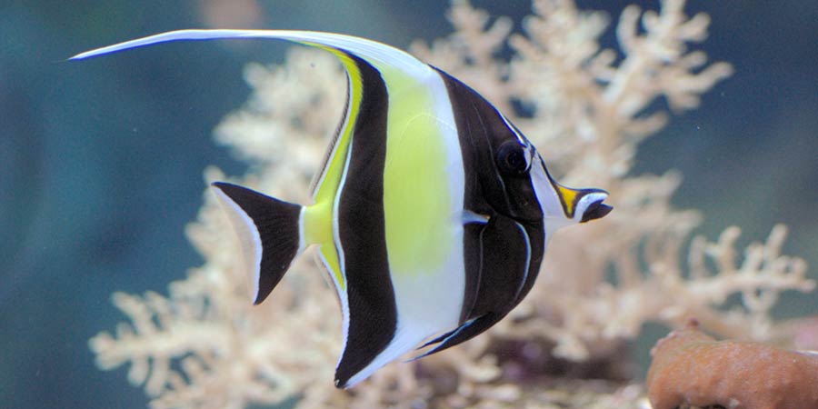 Moorish idol