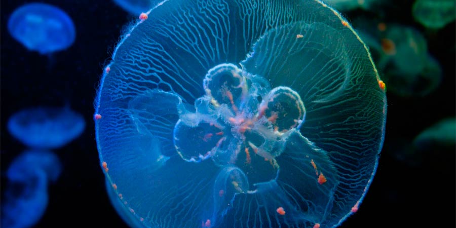 Common jellyfish