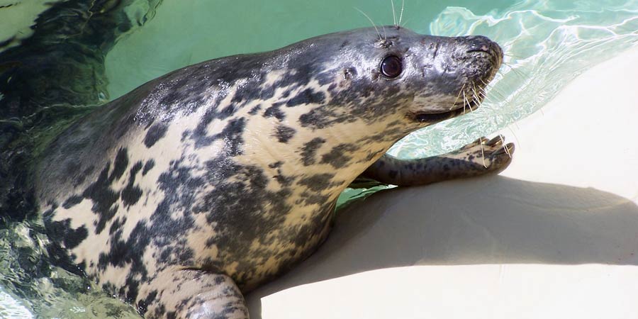 Grey seal