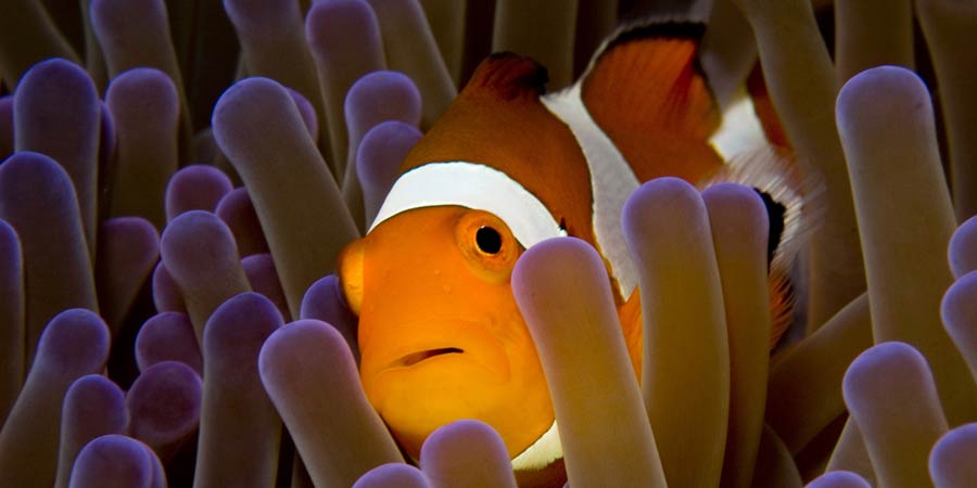 Ocellaris clownfish