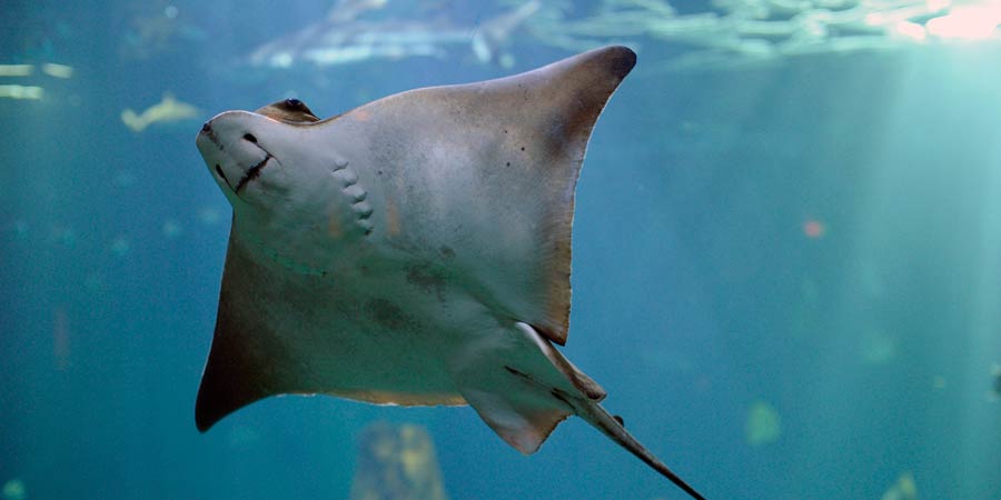 Eagle ray