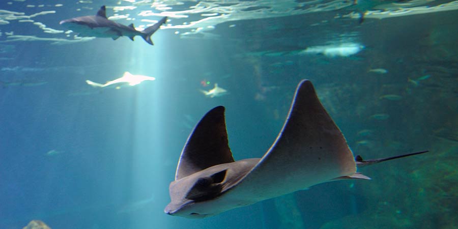 The Aquarium’s majestic eagle rays