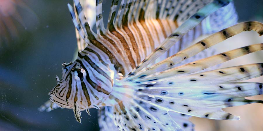 Red lionfish