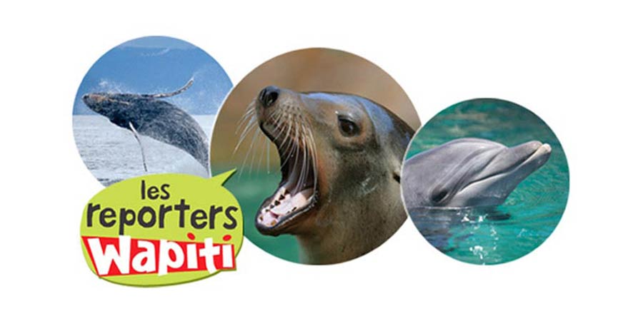 Grand concours Reporters Wapiti sur les mammifères marins