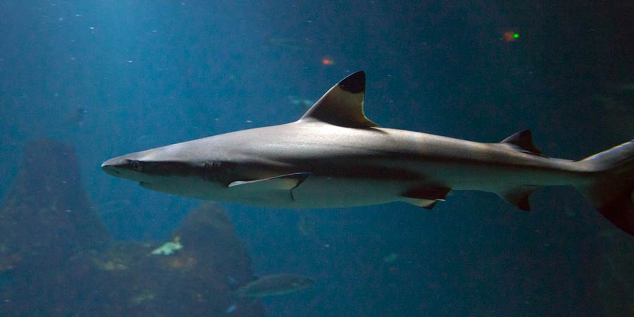 Requin à pointes noires