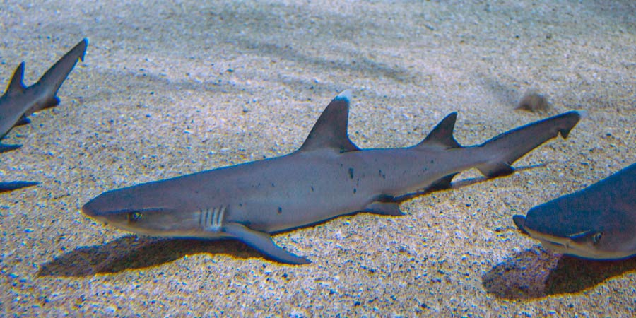 Tiburón coralino de punta blanca