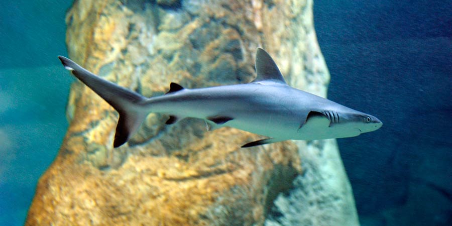 Tiburón gris de arrecife