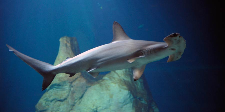 Scalloped hammerhead shark