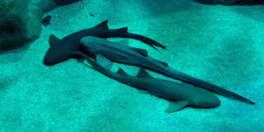 Une nuit à l'Aquarium : au dodo les poissons !