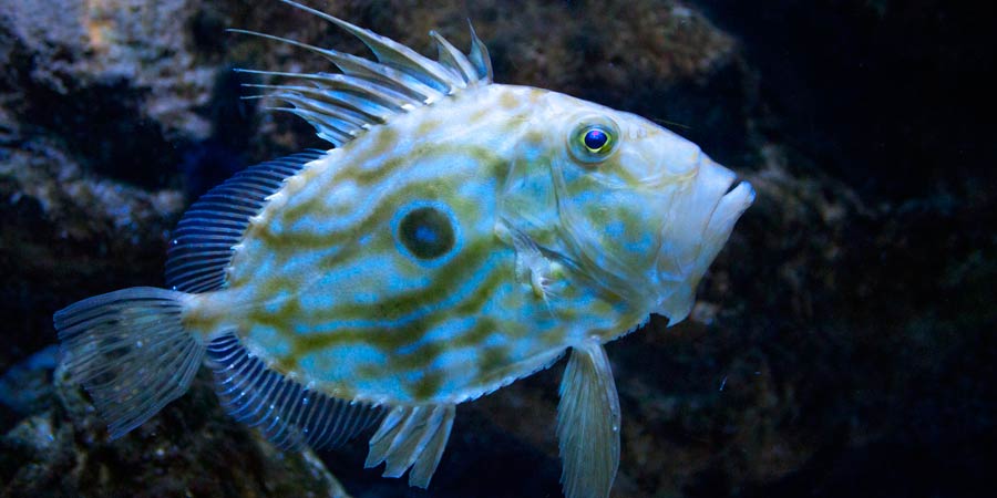 John Dory