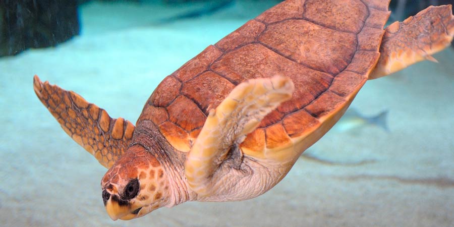 Loggerhead turtle