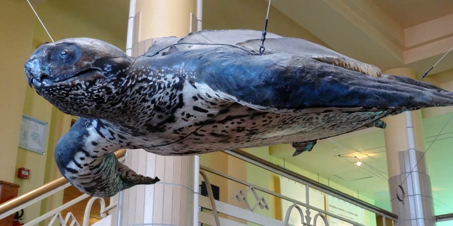 Une tortue luth de 400 kilos s'installe à l'Aquarium