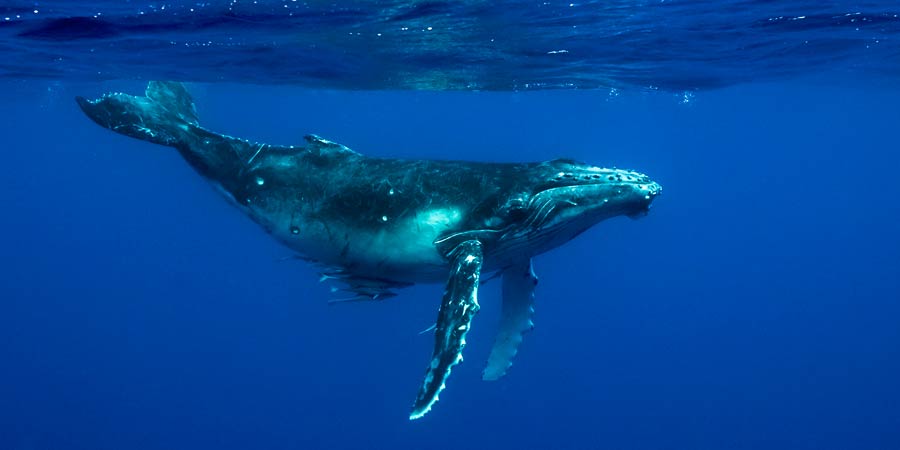 El canto de las ballenas