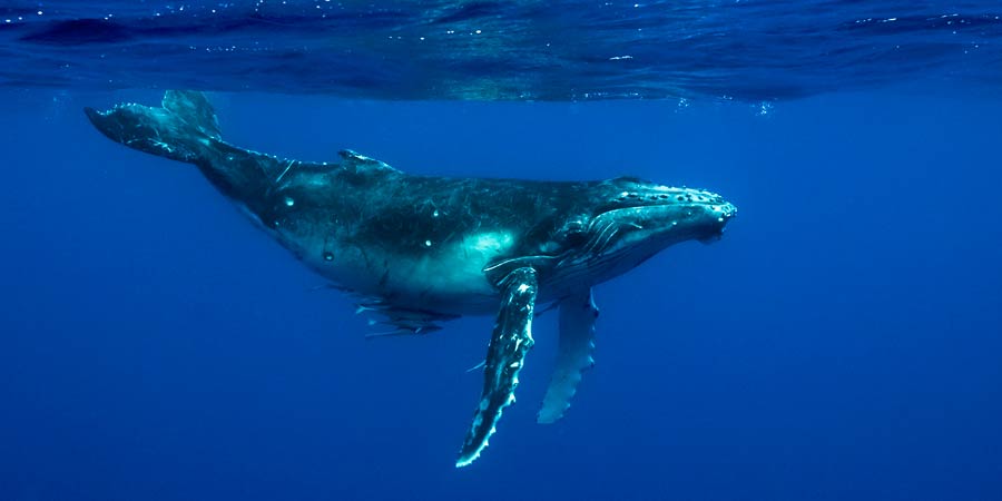 Le chant des baleines