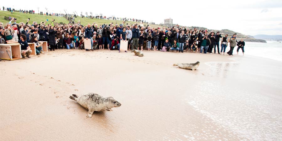 Des phoques gris relâchés pour la 1ère fois à Biarritz !