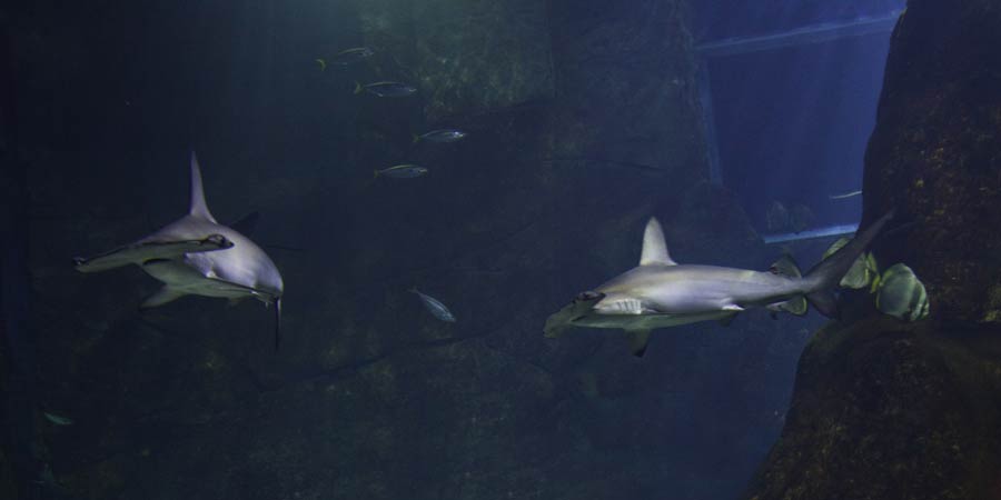 Les nocturnes à l'Aquarium