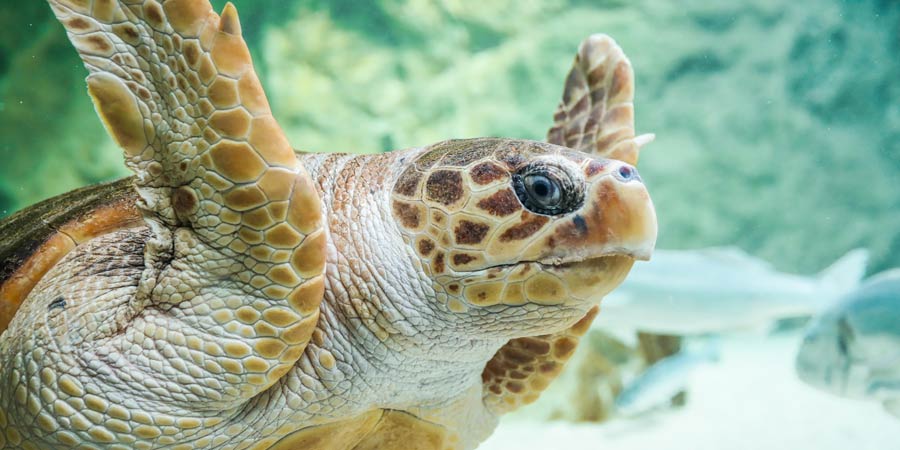 Une nouvelle tortue à l'Aquarium de Biarritz