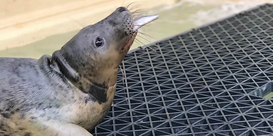 Trois bébés phoques soignés à Biarritz ont regagné leur milieu naturel