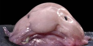 Blobfish