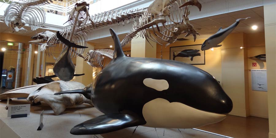 Cetacean gallery