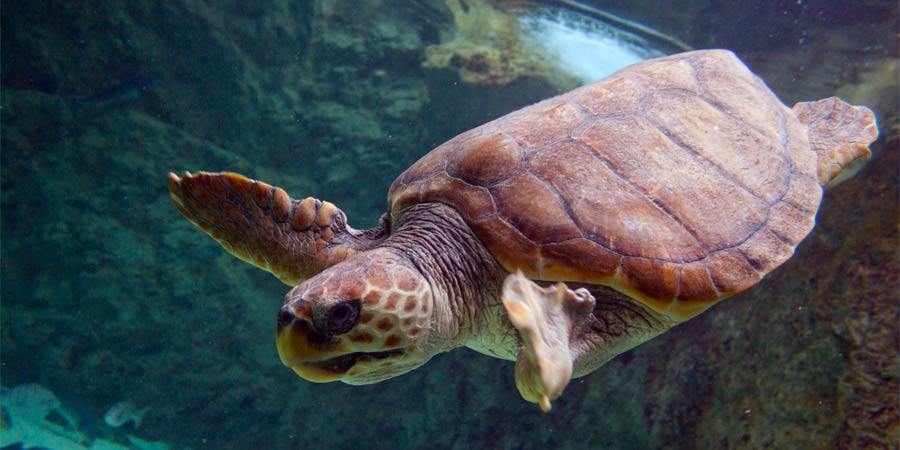 Grotte des tortues