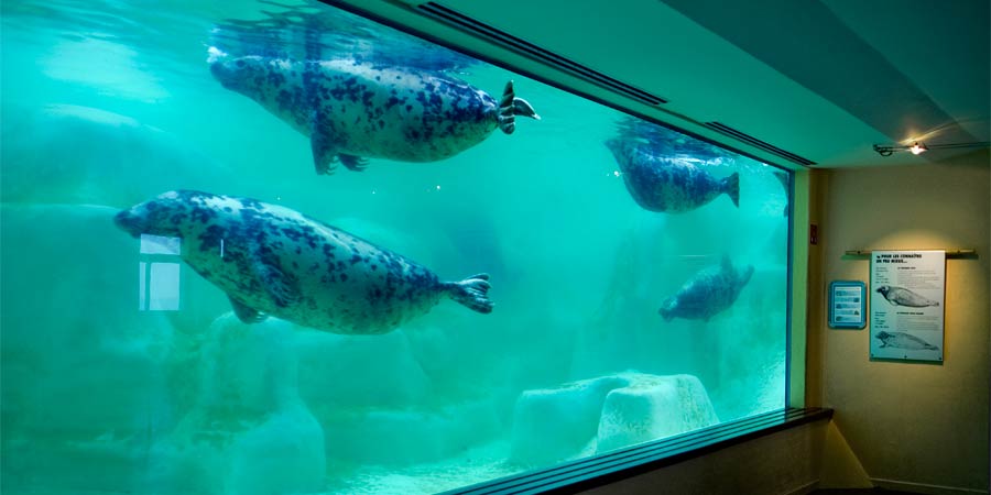 Vea las focas bajo el agua