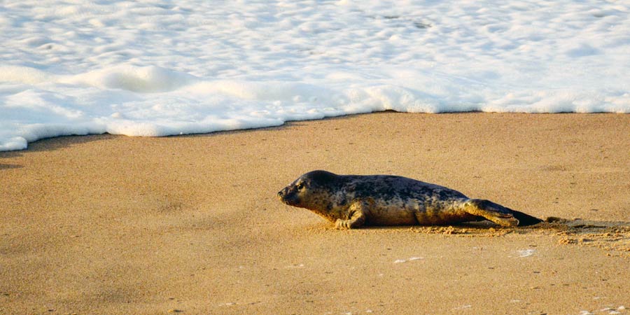 Un bébé phoque recueilli par l'Aquarium de Biarritz