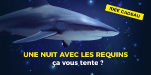 Une nuit avec les requins