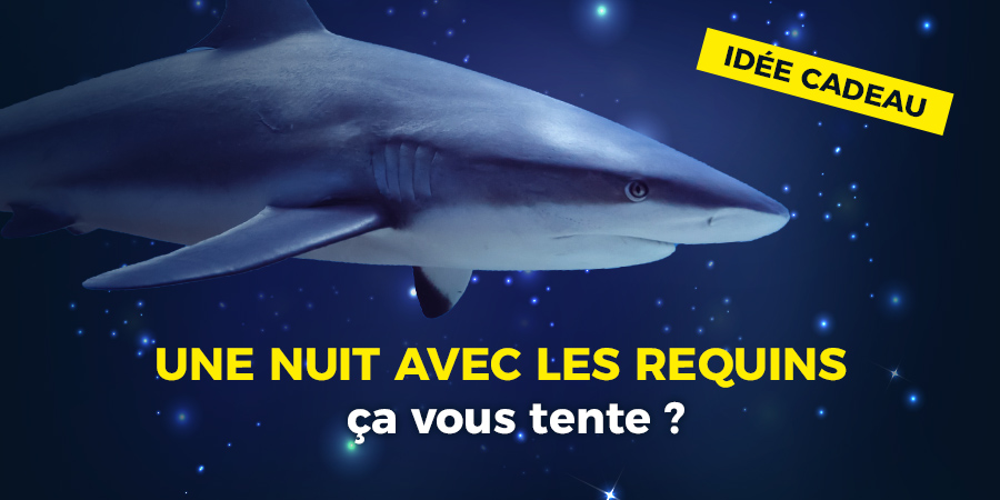 Une nuit avec les requins, cap ou pas cap ?