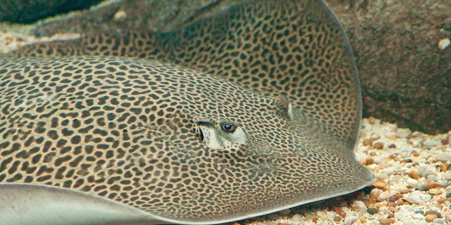 Trois léopards géants dans le bassin des requins