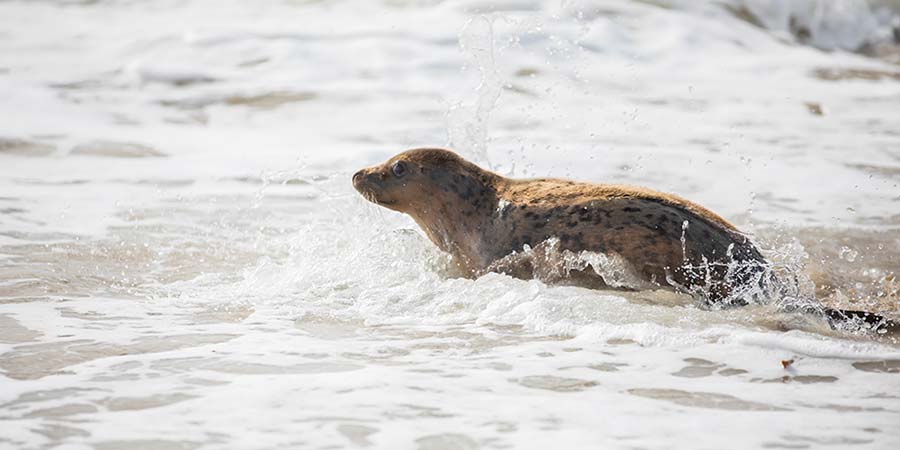 En 2019, cuatro focas jóvenes fueron rescatados por el Aquarium de Biarritz