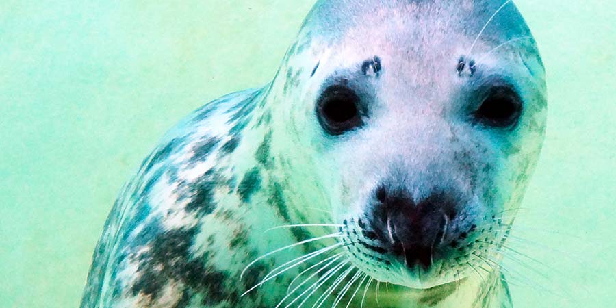 L'Aquarium de Biarritz s'apprête à dire “au revoir” à Noëlla