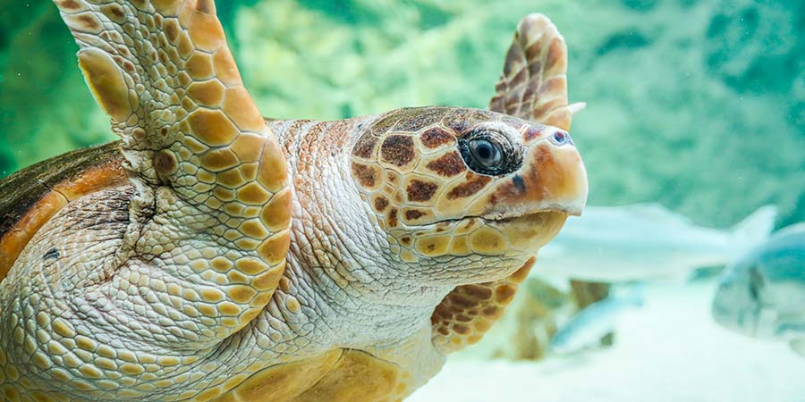 Rencontre avec les tortues