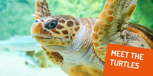 Grotte des tortues