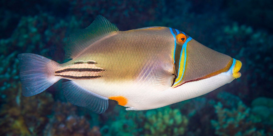 Picasso triggerfish