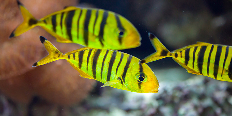 Golden trevally