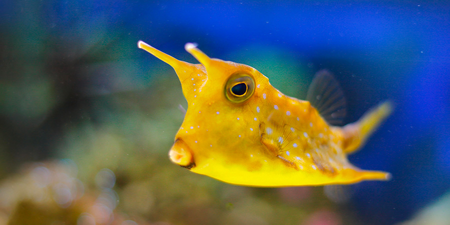 Longhorn cowfish