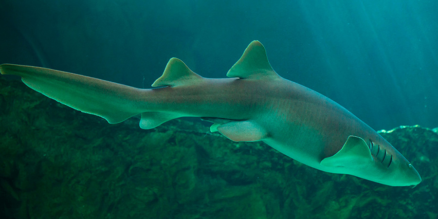 Nurse shark