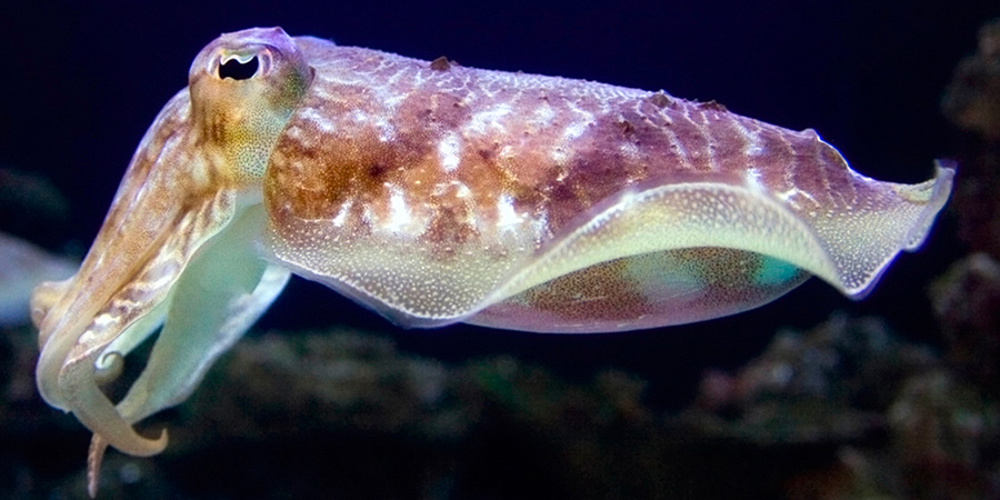 Cuttlefish