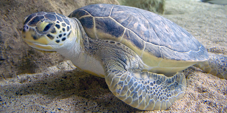 Green sea turtle  Biarritz Aquarium