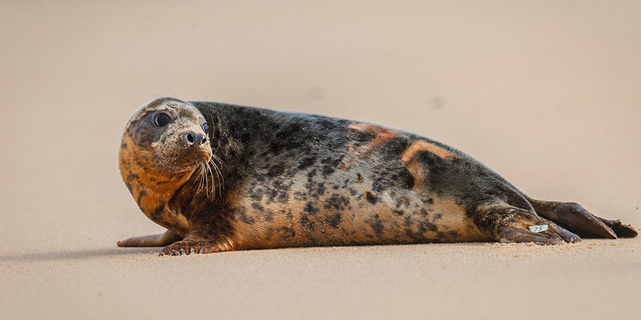 Le phoque n°75 du centre de soins de l'Aquarium de Biarritz a été observé le 8 juin au large de l'Angleterre