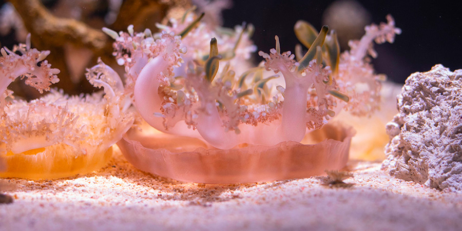 Upside-down jellyfish