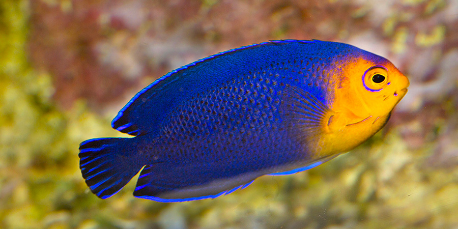 Cherubfish