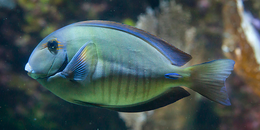 Doctorfish