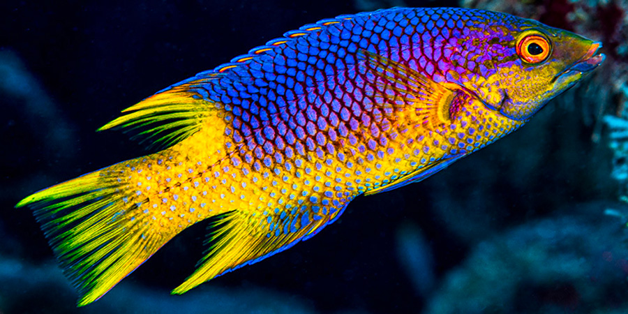 Spanish hogfish