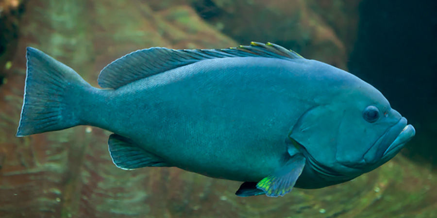 Blue-and-yellow grouper
